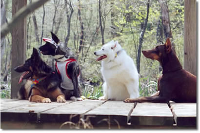 The Pet Nanny's Happy Customers